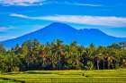 Balis fertile volcanic soil is perfect for rice field farming. Art Print